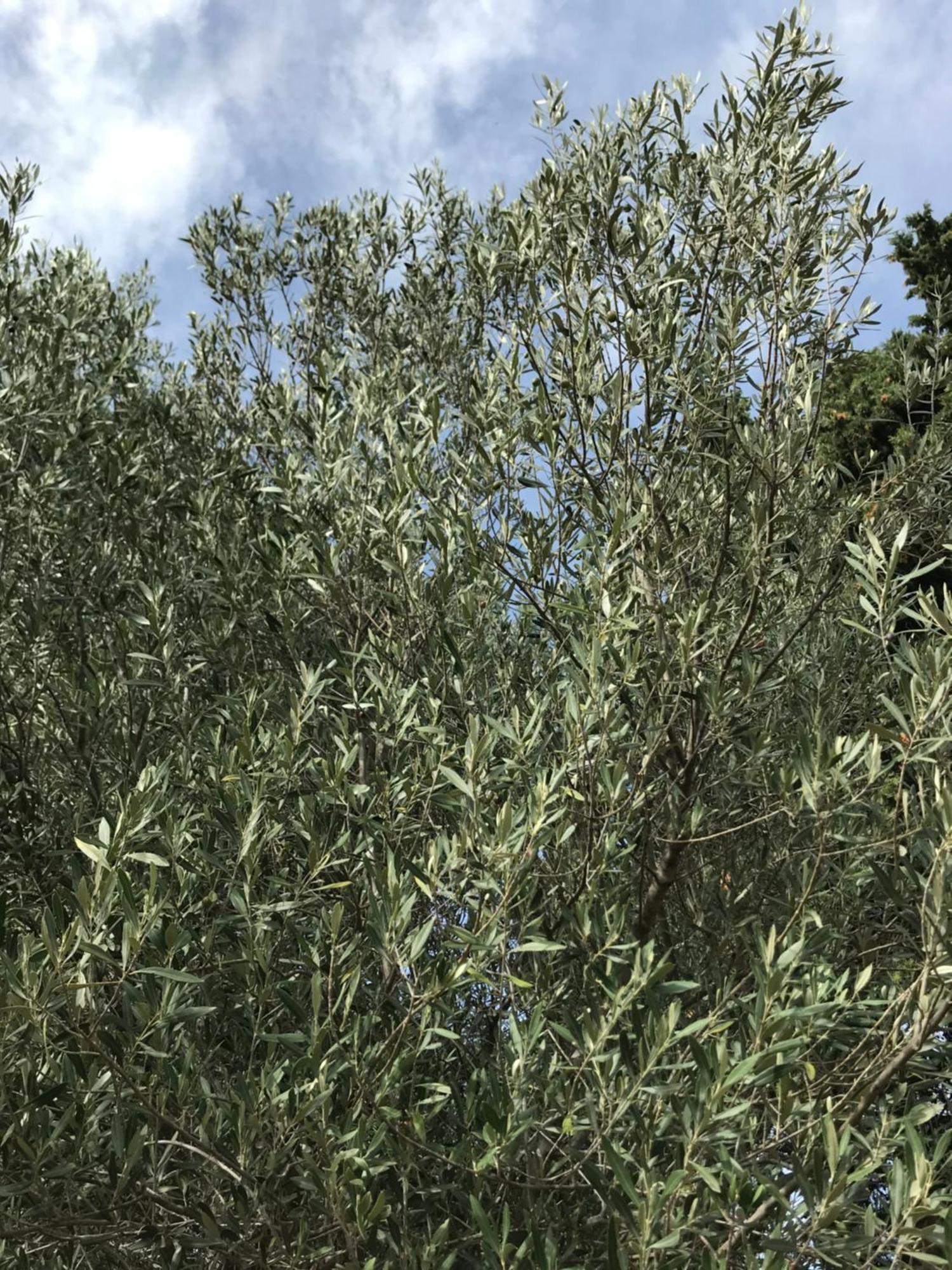 אקס-אן-פרובאנס Superbe Annaix De Villa מראה חיצוני תמונה